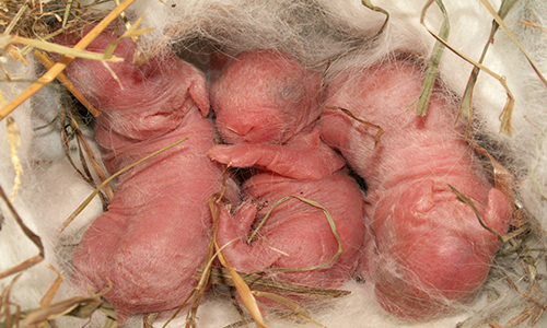 Des bébés lapins viennent de naître