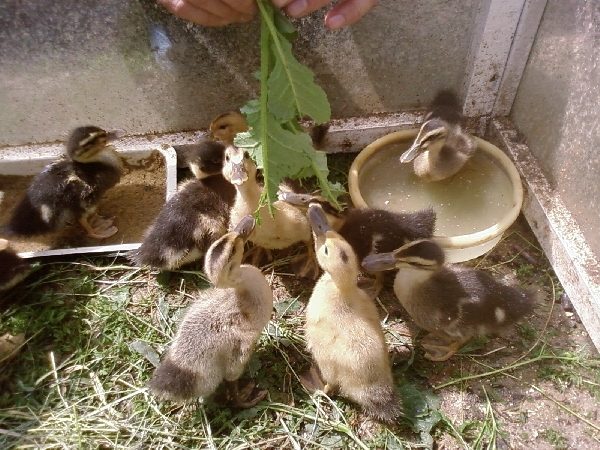 Feeding the grass a little grown up ducklings