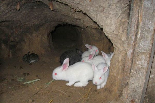 Petits lapins dans la fosse