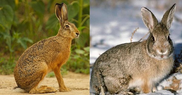 Les principales différences entre le lapin et le lièvre