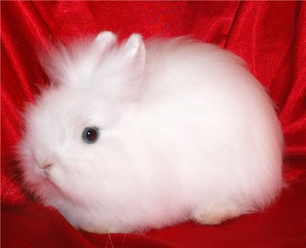 Angora Dwarf Rabbit