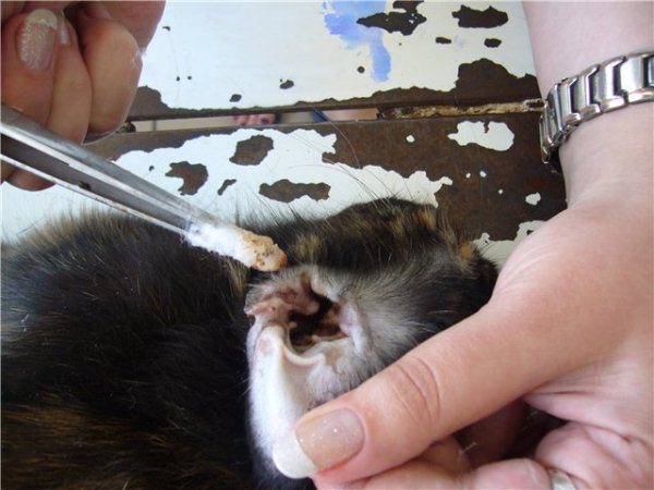 Traitement d'oreille de lapin