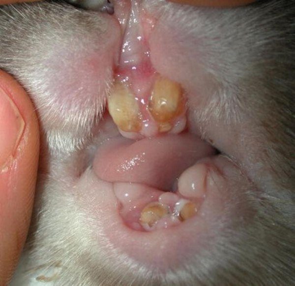 Le lapin a la couleur blanche sur la langue