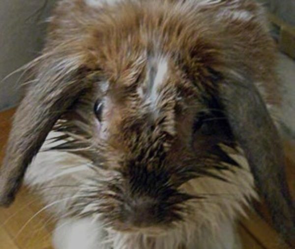 Le lapin a le visage humide