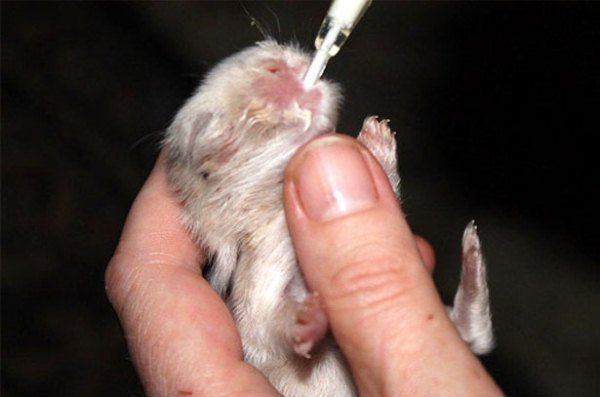 Alimentation artificielle lapin de compagnie