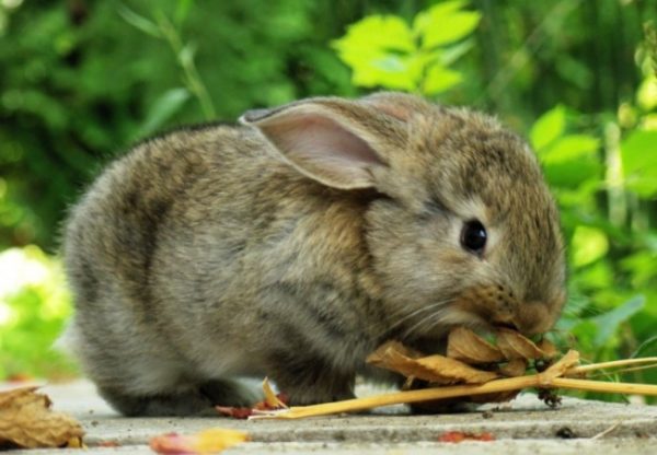 Nourrir le lapin dans la nature
