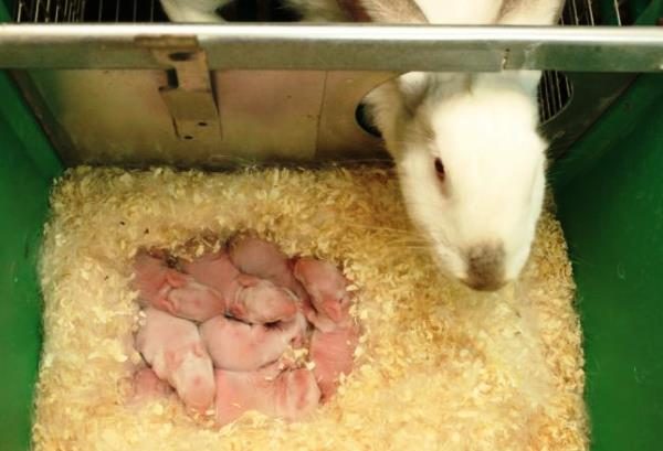 Le petit lapin qui garde les oursons dans l'enclos