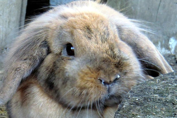 La rhinite chez le lapin est une allergie au foin