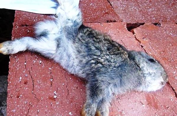 Coccidiose chez le lapin