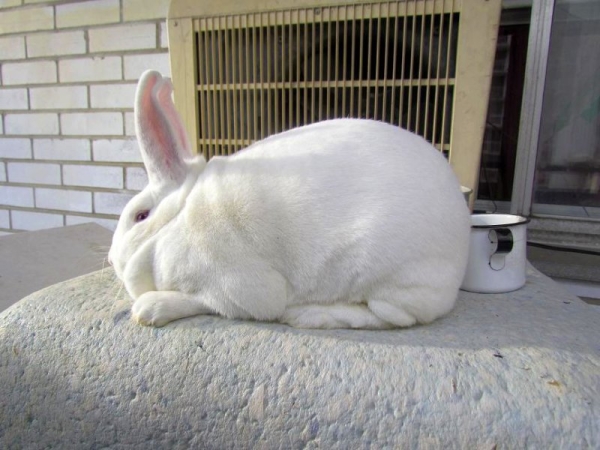 Afin de se débarrasser du froid, le lapin est inhalé.