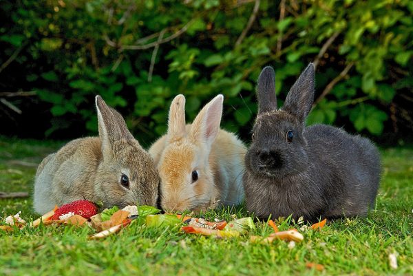 Été nourrir les lapins sur la pelouse