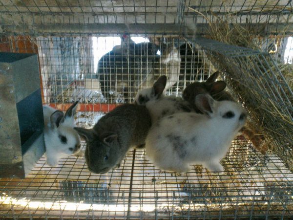 Petits lapins dans une cage