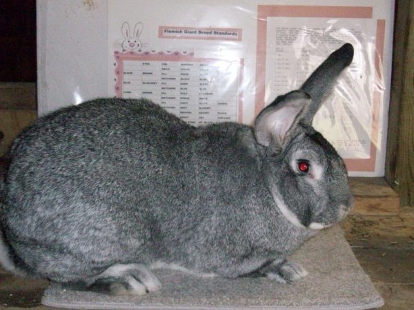 Lapin de race un géant gris