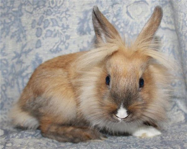 Lionhead Lapin