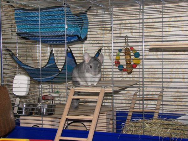 Chinchilla dans une cage bien équipée