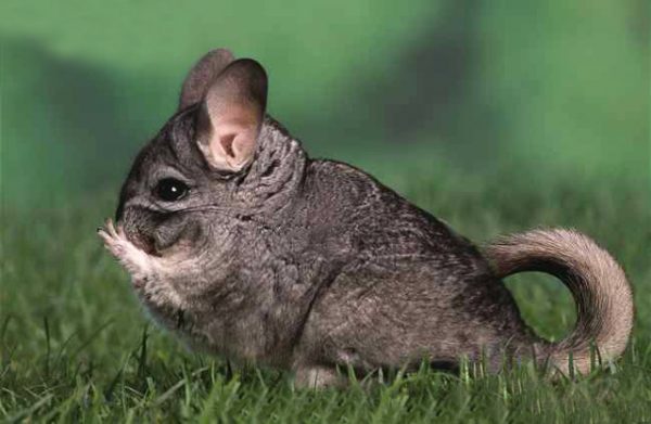 Chinchilla à l'état sauvage