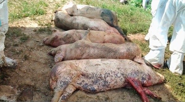 Carcasses de porcs infectés par la PPA