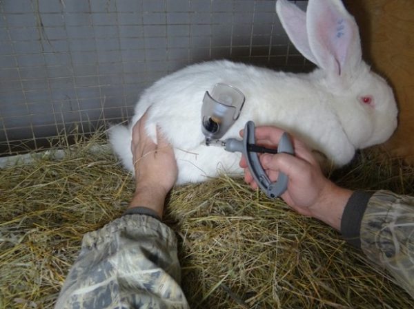 Vaccination du lapin