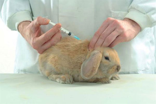 Vaccination des lapins d'ornement