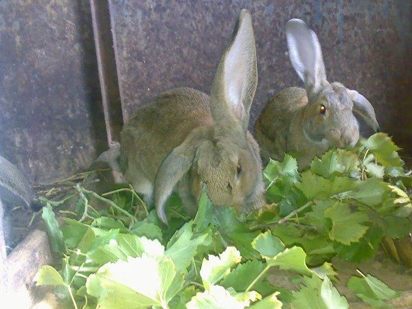 Les lapins mangent