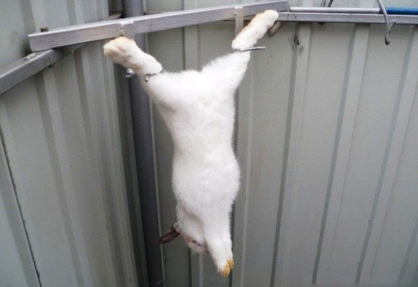 Lapin avant dépouillement