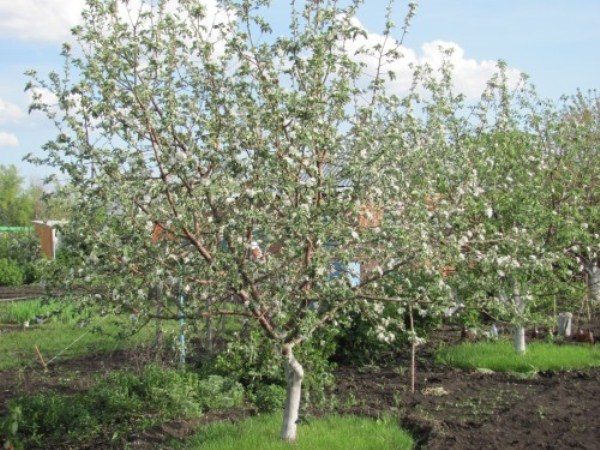 In primo piano fiorisce Shtreyfling, seguito da Kutuzovets