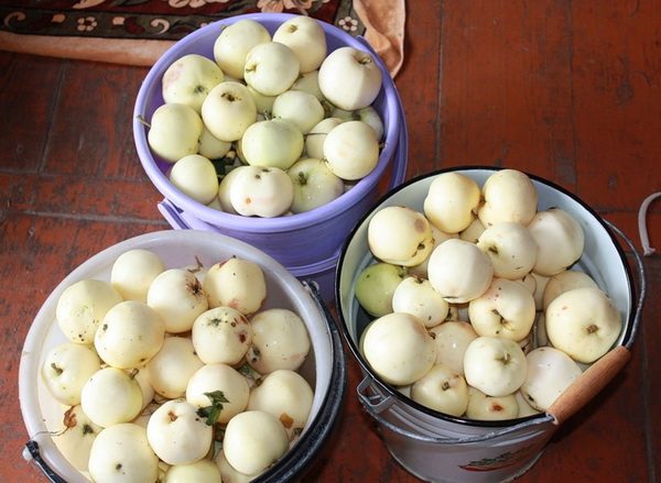 Récolte de pommes mûres