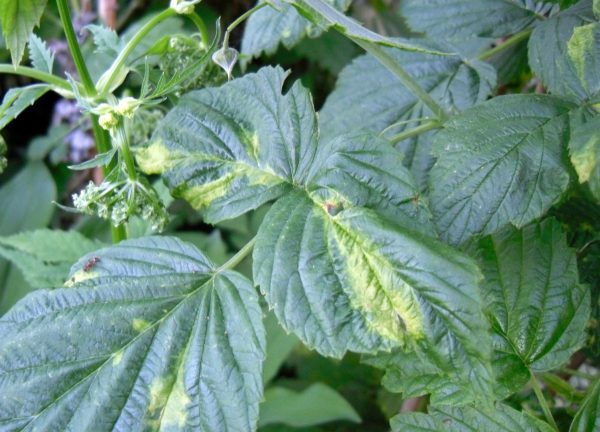Mosaïque de feuille de framboise