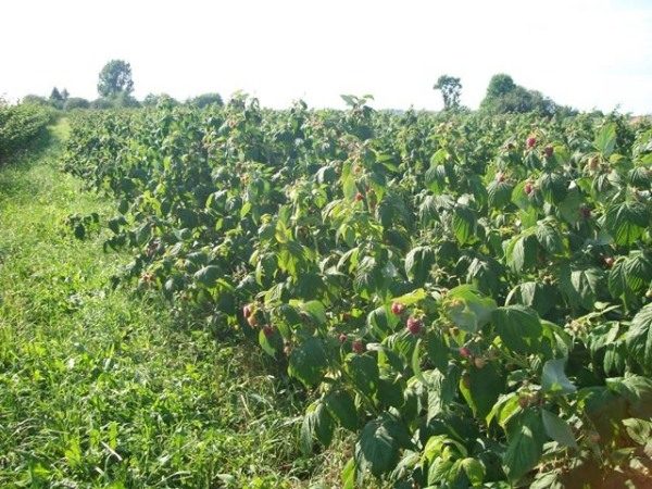 Povivshie feuilles de polka framboise