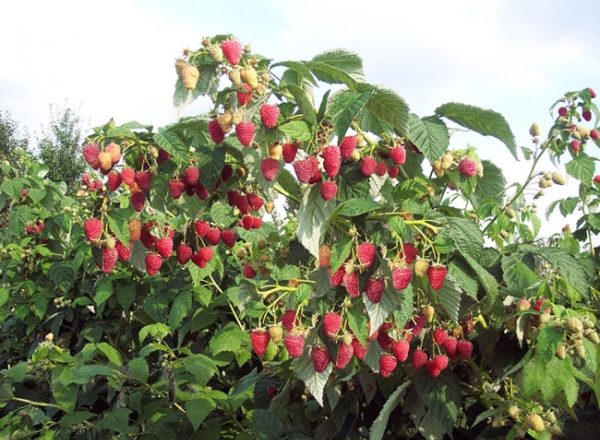 Framboise Tarusa: description de la variété, plantation et soin