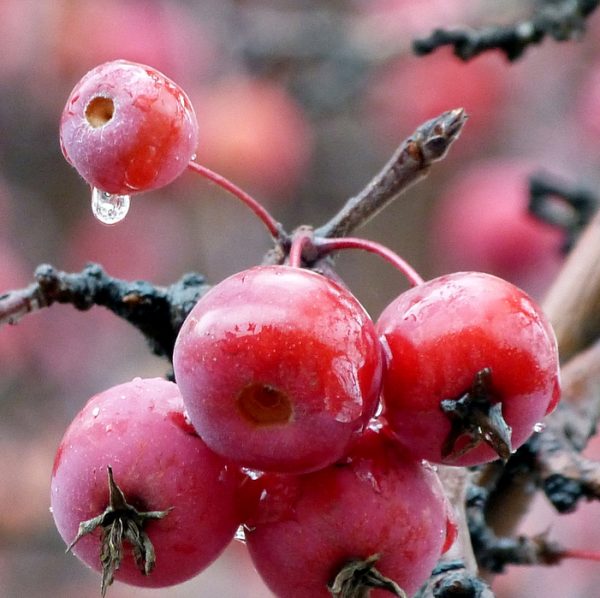 في وقت متأخر من التنوع ratenki