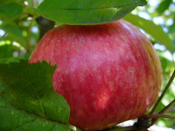 The advantage of the Honey variety is that the ripe apple fruits do not crumble