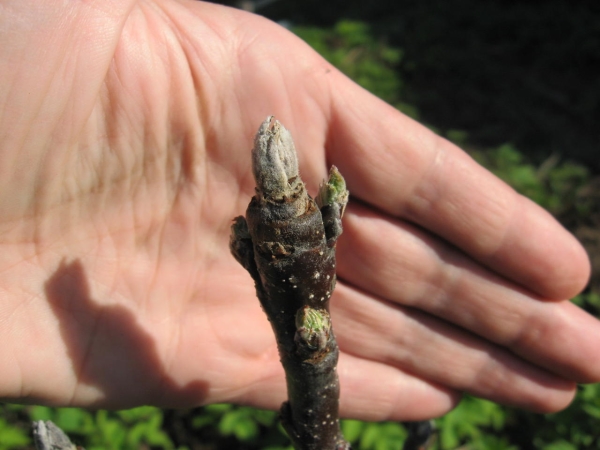 Πρόεδρος της ποικιλίας Apple kolonovidnaya έχει πολλά πλεονεκτήματα