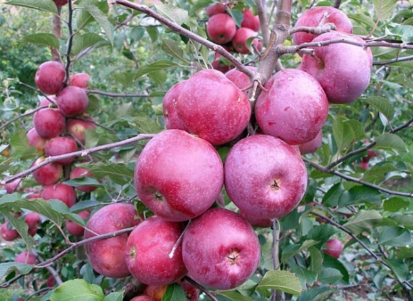 Variétés de pommes Spartan: description et caractéristiques, règles de plantation et d'entretien