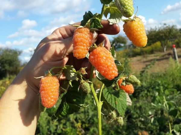 Framboise dans une ferme de framboises