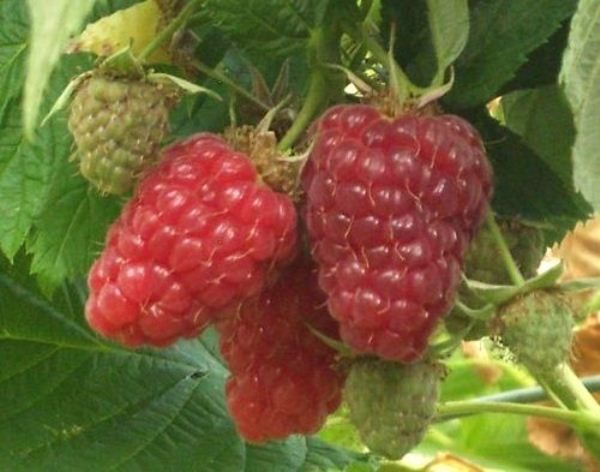 Patricien framboise rouge