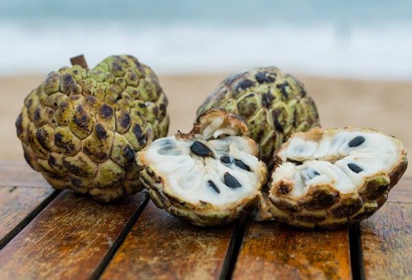 Graines de squames Annona très toxiques