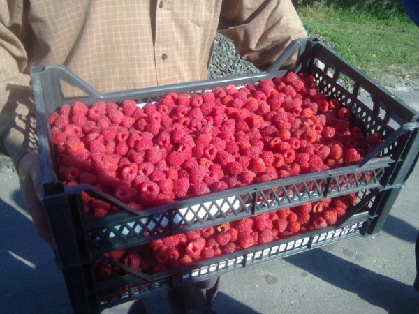 Haut rendement - un des avantages de la variété Polana