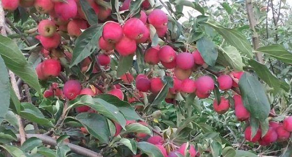 شجرة خمر على الشجرة