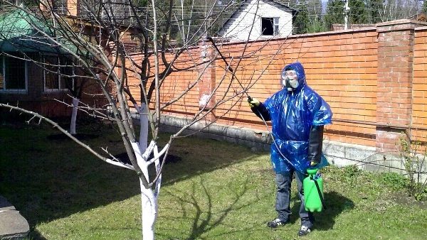 Θεραπεία μήλων με δηλητήριο