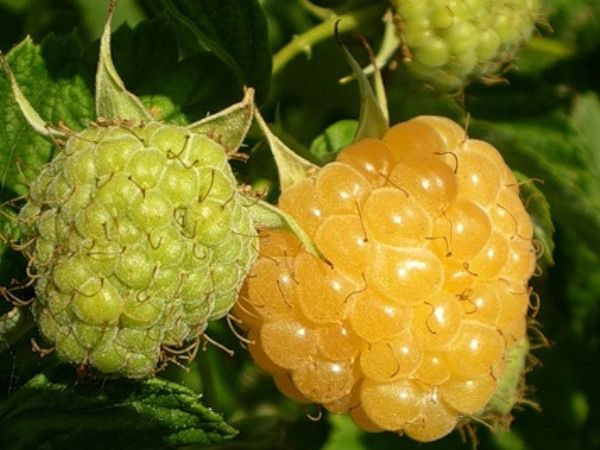 Baies Framboise Abricot