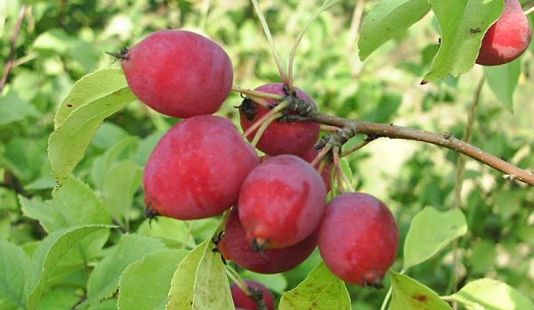 The fruits of the red varieties of Chinese apple tree