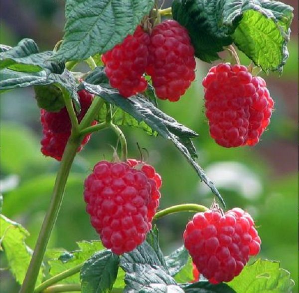 Baies mûres de framboise Lel