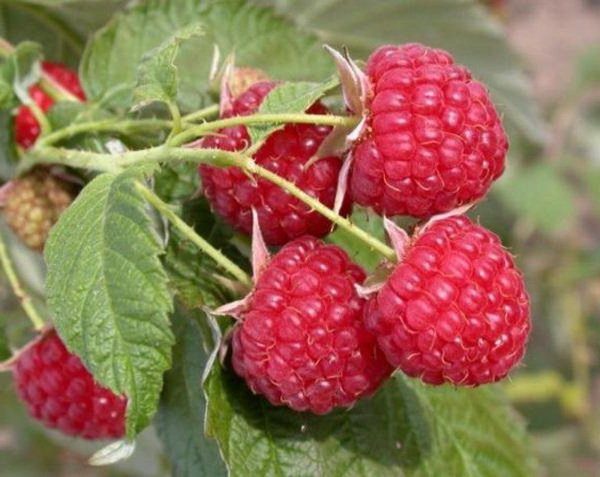 Les baies ne tournent pas mal lors de fortes pluies