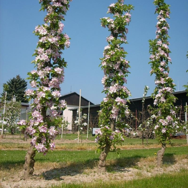 Η καλύτερη θέση των δενδρυλλίων θα είναι ένα μέρος κοντά στο φράχτη ή κοντά στο μονοπάτι