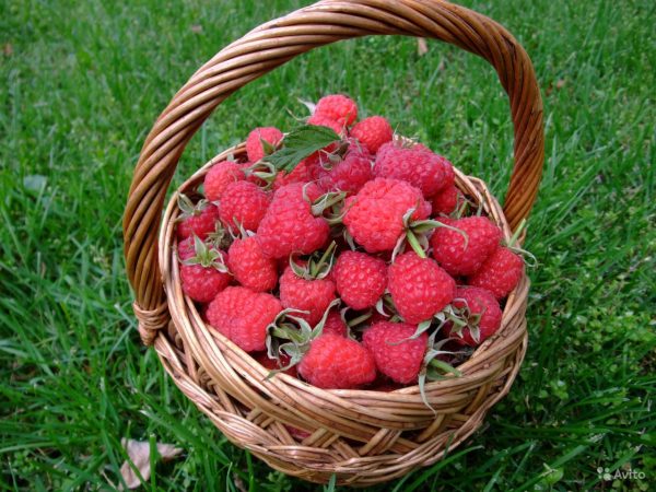 Récolte de framboises