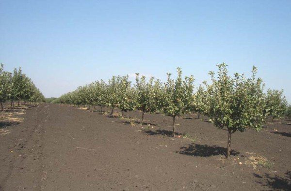 La giovane piantina Shtereyfling deve essere piantata con le dimensioni in condizioni adulte