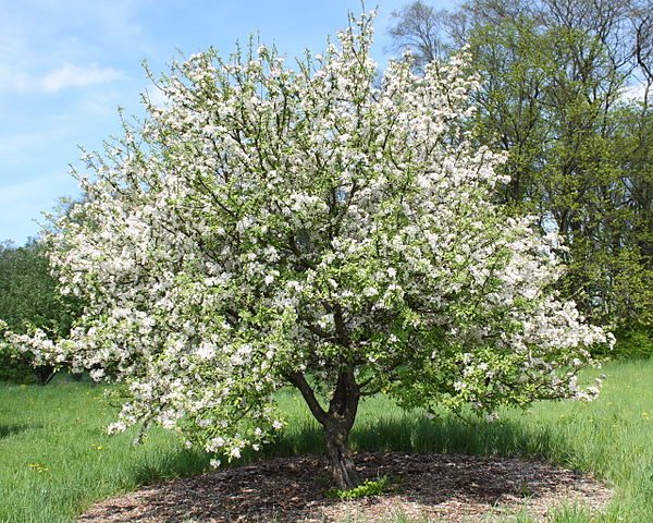 Flowering apple tree
