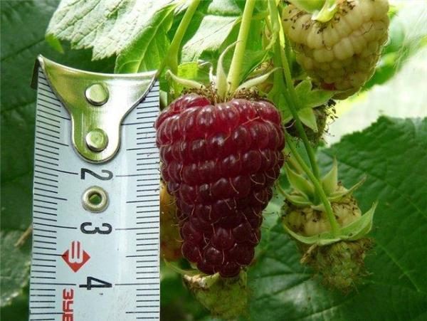 Grandes baies de patricia à la framboise