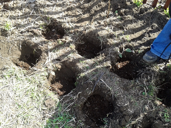 La méthode de greffage ou de grappes en grappes convient aux framboises remontantes de l’automne